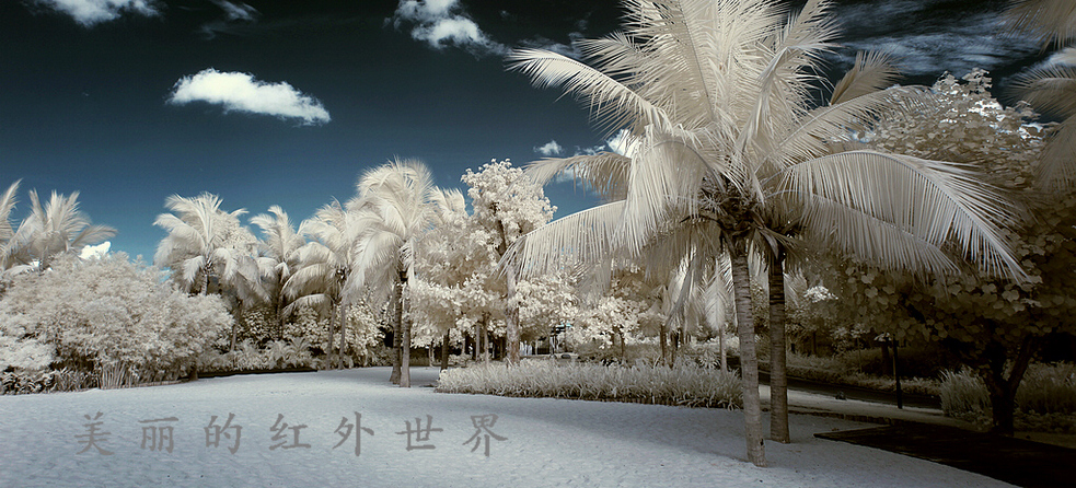 美丽的红外世界'博客
